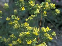 Biscutella laevigata 4, Saxifraga-Jan van der Straaten