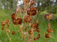 Biscutella laevigata 9, Saxifraga-Ed Stikvoort