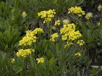 Biscutella laevigata ssp laevigata 2, Saxifraga-Willem van Kruijsbergen