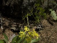 Biscutella laevigata ssp laevigata 5, Saxifraga-Willem van Kruijsbergen