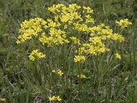 Biscutella laevigata ssp laevigata 8, Saxifraga-Willem van Kruijsbergen