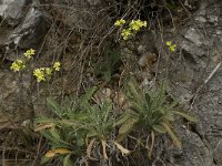 Biscutella megacarpaea ssp variegata 1, Saxifraga-Willem van Kruijsbergen