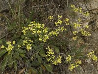 Biscutella megacarpaea ssp variegata 5, Saxifraga-Jan van der Straaten