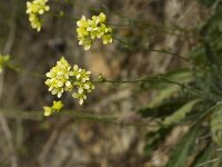 Biscutella megacarpaea ssp variegata 6, Saxifraga-Jan van der Straaten