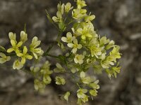 Biscutella megacarpaea ssp variegata 7, Saxifraga-Willem van Kruijsbergen