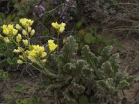 Biscutella vicentina 10, Saxifraga-Willem van Kruijsbergen