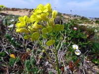 Biscutella vicentina 11, Saxifraga-Hans Grotenhuis