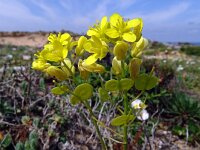 Biscutella vicentina 12, Saxifraga-Hans Grotenhuis