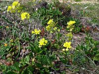 Biscutella vicentina 13, Saxifraga-Hans Grotenhuis