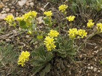 Biscutella vicentina 2, Saxifraga-Jan van der Straaten