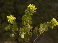 Biscutella vicentina 3, Saxifraga-Willem van Kruijsbergen