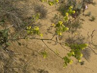 Biscutella vicentina 4, Saxifraga-Willem van Kruijsbergen