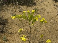 Biscutella vicentina 5, Saxifraga-Willem van Kruijsbergen