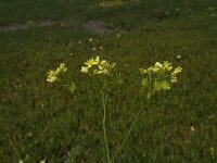 Biscutella vicentina 6, Saxifraga-Jan van der Straaten