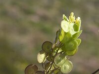 Biscutella vicentina 7, Saxifraga-Jan van der Straaten