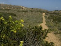 Biscutella vicentina 8, Saxifraga-Jan van der Straaten