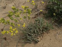 Biscutella vicentina 9, Saxifraga-Willem van Kruijsbergen