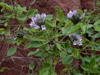 Bituminaria bituminosa 10, Saxifraga-Ed Stikvoort