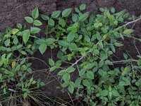 Bituminaria bituminosa 11, Saxifraga-Ed Stikvoort