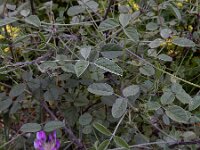 Bituminaria bituminosa 12, Saxifraga-Ed Stikvoort