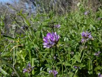 Bituminaria bituminosa 13, Saxifraga-Peter Meininger