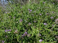 Bituminaria bituminosa 14, Saxifraga-Peter Meininger