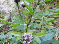 Bituminaria bituminosa 15, Saxifraga-Rutger Barendse