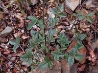 Bituminaria bituminosa 17, Saxifraga-Ed Stikvoort