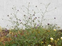 Bituminaria bituminosa 18, Saxifraga-Ed Stikvoort