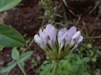 Bituminaria bituminosa 19, Saxifraga-Ed Stikvoort