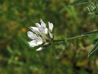 Bituminaria bituminosa 24, Saxifraga-Jan van der Straaten