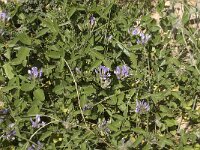 Bituminaria bituminosa 3, Saxifraga-Jan van der Straaten