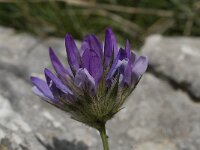 Bituminaria bituminosa 4, Saxifraga-Willem van Kruijsbergen