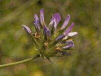 Bituminaria bituminosa 5, Saxifraga-Willem van Kruijsbergen