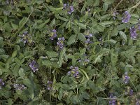 Bituminaria bituminosa 6, Saxifraga-Willem van Kruijsbergen