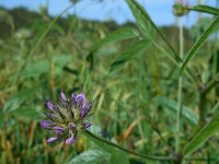 Bituminaria bituminosa 7, Saxifraga-Ed Stikvoort