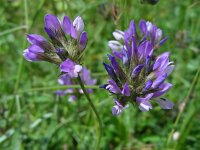 Bituminaria bituminosa 8, Saxifraga-Ed Stikvoort