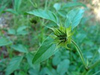 Bituminaria bituminosa 9, Saxifraga-Ed Stikvoort