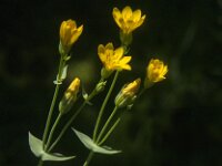 Blackstonia perfoliata 11, Zomerbitterling, Saxifraga-Jan van der Straaten