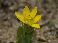 Blackstonia perfoliata 13, Bitterling, Saxifraga-Willem van Kruijsbergen