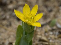 Blackstonia perfoliata 14, Bitterling, Saxifraga-Willem van Kruijsbergen