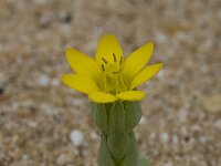 Blackstonia perfoliata 15, Bitterling, Saxifraga-Willem van Kruijsbergen