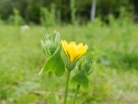 Blackstonia perfoliata 16, Zomerbitterling, Saxifraga-Rutger Barendse