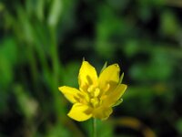 Blackstonia perfoliata 17, Bitterling, Saxifraga-Ed Stikvoort