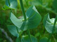 Blackstonia perfoliata 18, Bitterling, Saxifraga-Ed Stikvoort