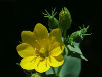 Blackstonia perfoliata 19, Bitterling, Saxifraga-Ed Stikvoort