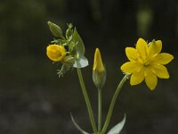 Blackstonia perfoliata 2, Zomerbitterling, Saxifraga-Marijke Verhagen