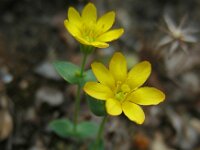Blackstonia perfoliata 20, Bitterling, Saxifraga-Ed Stikvoort