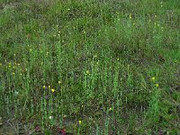 Blackstonia perfoliata 21, Bitterling, Saxifraga-Ed Stikvoort