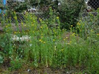 Blackstonia perfoliata 22, Bitterling, Saxifraga-Ed Stikvoort